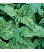 Basil- Italian Large Leaf- 200 Seeds Fresh Garden Usa Seller - £5.11 GBP