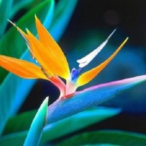 US Seller 10 Bird Of Paradise Strelitzia Reginae Flower Seeds Fast Shipping - £11.46 GBP