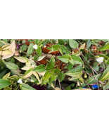 Variegated Gibasis Genicula Tahitian Bridal Veil White Blooming Wandering Jewel - $7.92