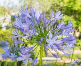 (1) Live Plant Root Agapanthus PETER PAN African Lily of the Nile Dwarf Purple - £31.97 GBP