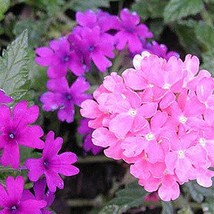 200 Pink &amp; Purple Moss Verbena Verbena Tenuisecta Fragrant Hummingbird Flower Se - £11.88 GBP