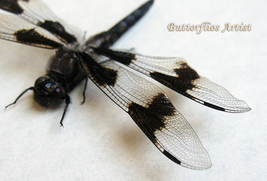 Libellula Lydia Real Long-tailed Skimmer Dragonflies Framed Entomology S... - $58.99