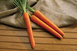 1000 Seeds Olympus Carrot Fresh Seeds - £6.94 GBP