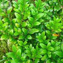 Wintergreen Boxwood Perennial Ornamental Shrubs Seeds 50 Seeds Plants Garden Fre - $5.34