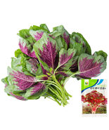 Red-Green Round-leaf Amaranth Tender Leaves High Yield - $385.04 MXN