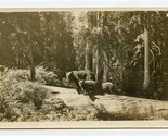 Mama Bear &amp; Cubs on a Log Real Photo Postcard Giant Forest California 1926  - £13.98 GBP