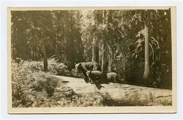 Mama Bear &amp; Cubs on a Log Real Photo Postcard Giant Forest California 1926  - £14.01 GBP