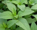 Lime Basil Seeds 300 Garden Herbs Cuisine Culinary Cooking Spice Fast Sh... - $8.99