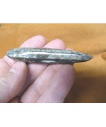 f369-9) LG Orthoceras marbilized fossil straight horn shell nautiloid ce... - $13.09