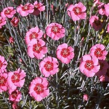 GIB Dianthus Alwood Pink 50 Seeds - $9.00