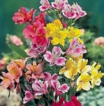 25 Pc Seeds Alstroemeria Dr. Salter&#39;s Mix Flower, Alstroemeria Flower Seeds | RK - £13.42 GBP