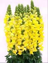 Tall Dark Yellow Snapdragon Seeds - 500 Seeds EASY TO GROW SEED - £4.71 GBP