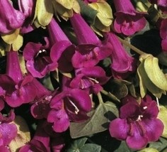 10 seeds Asarina purpusii Fast Growth with Heirloom Seeds - $13.91