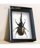 Dynastes Hercules Lichyi  XL - Real Largest Beetle Framed Entomology Shadowbox - $565.00