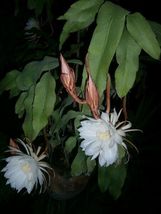 NIGHT BLOOMING CEREUS, 5 ROOTED PLANTS - $10.00