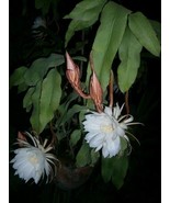 NIGHT BLOOMING CEREUS, 5 ROOTED PLANTS - $10.00