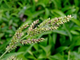 100 Walters Barnyard Grass Wetland Ornamental Echinochloa Walteri Seeds ... - $14.50