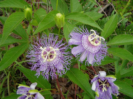 Passiflora Incarnata Maypop Apricot Vine Hardy Passion Vine 5 Seeds Garden Beaut - $5.58