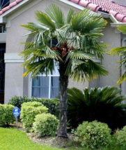 5-8&quot; Tall Live Plants 10 Windmill Palm Trees &amp; 10 Seeds Trachycarpus fortunei - £54.61 GBP