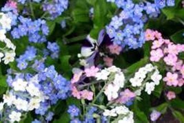 FORGET ME NOT FLOWER SEEDS MIXED COLORS 100 FRESH SEEDS FREE SHIPPING - $2.28