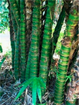 20 Pcs Perennial Bamboo Plant Giant Mixed Moso Bambu Plant Bambusa Tree Ornament - £8.26 GBP