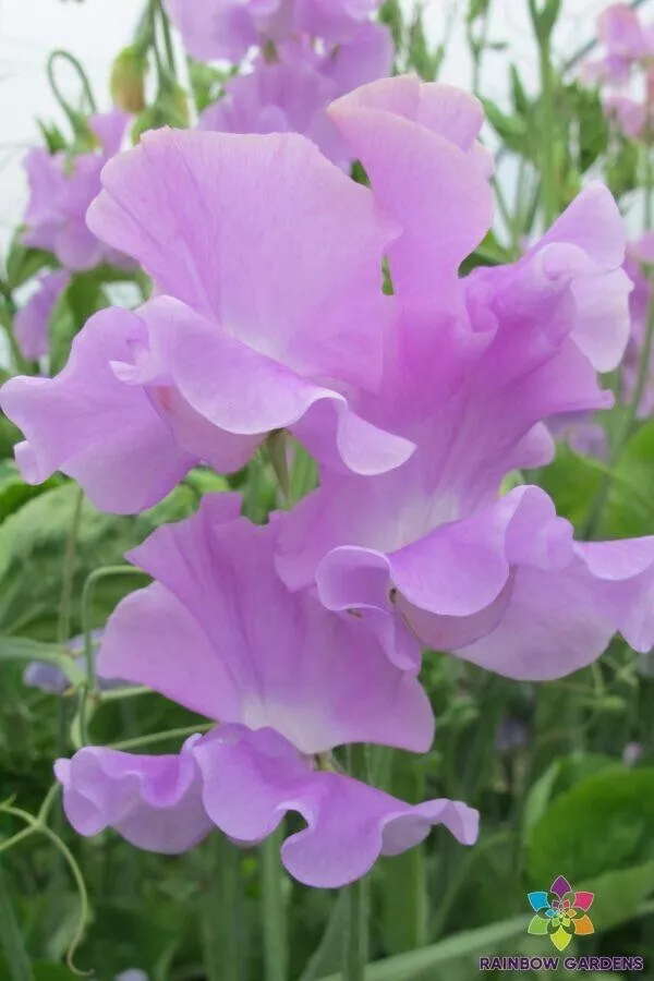 Fresh Seeds 50 Ethel Grace Sweet Pea Seeds for Planting Garden - £8.82 GBP