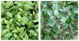 Starter Plant Plug Chocolate Mint Mentha × piperita Chocolate Mint - $34.95