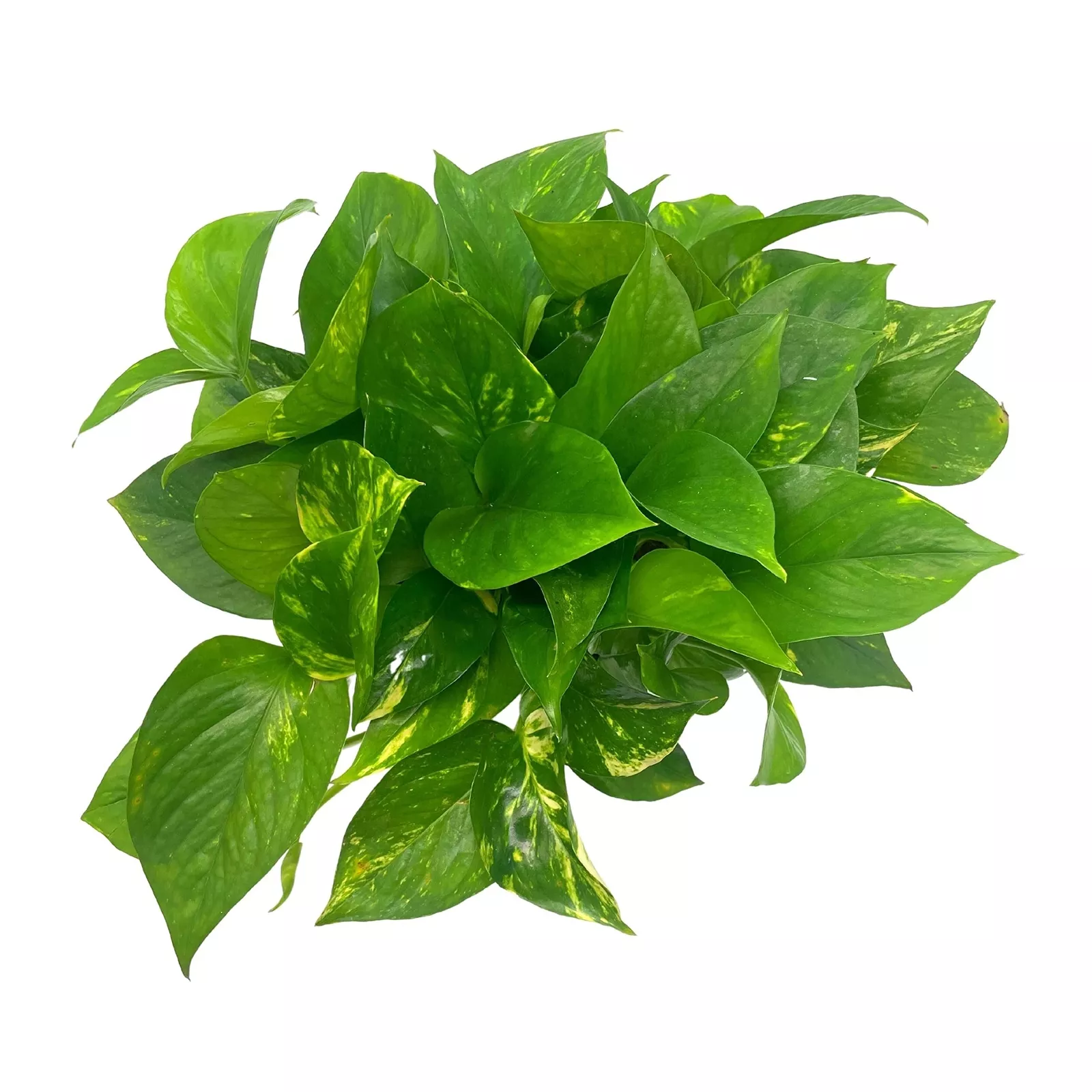 Golden Pothos Variegated 6 in Pothos Very Full Epipremnum aureum Devil&#39;s I - £45.41 GBP