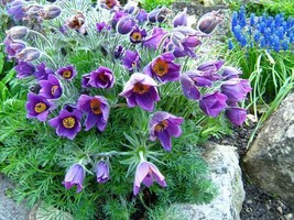 New 20 Violetblue Pulsatilla Pasque Flower Seeds From US  - $8.35