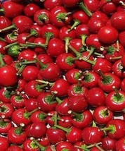 100+ Sugar Bomb Cherry Tomato Seeds Heirloom Organic Non Gmo Fresh New - £7.83 GBP