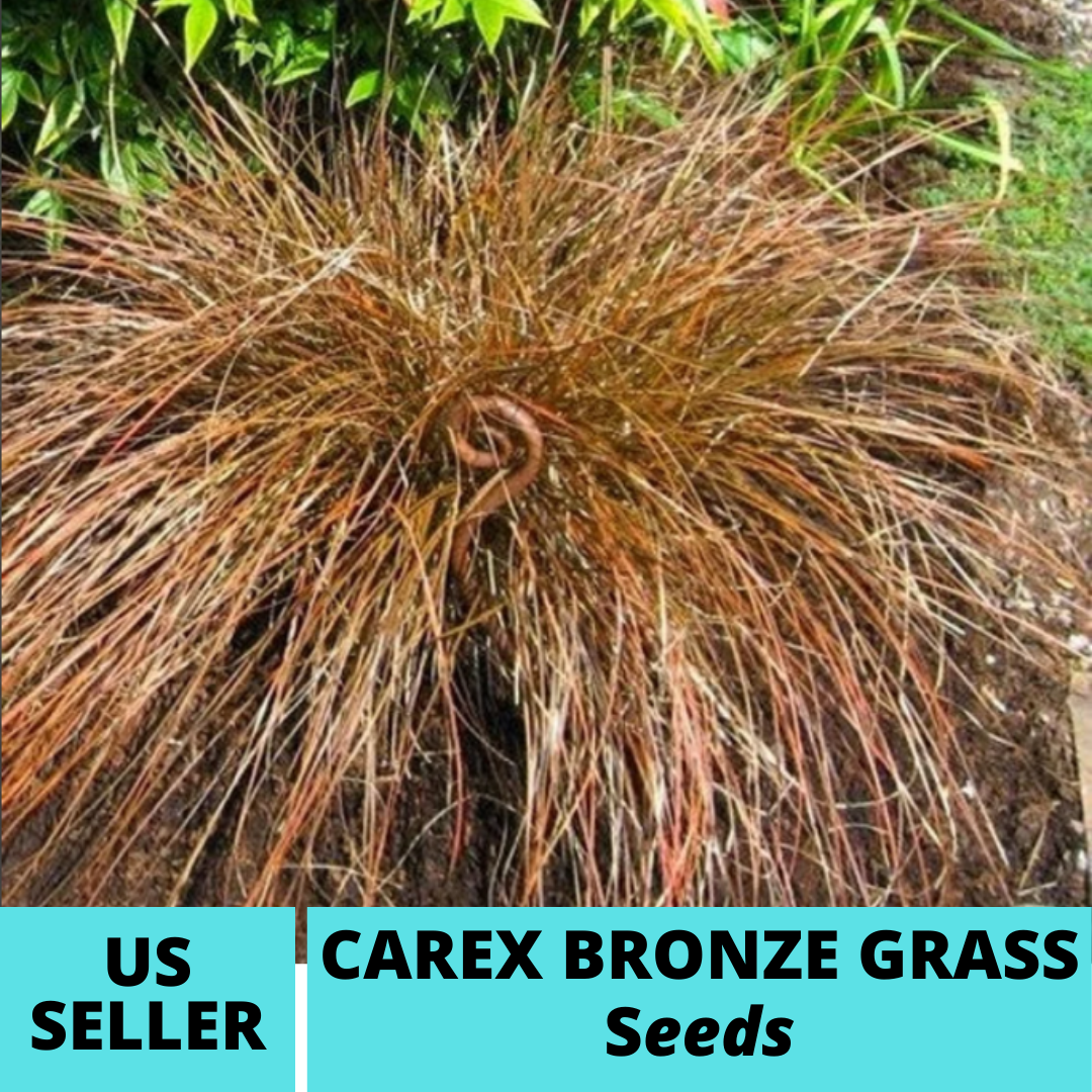 20Pcs Carex Bronze Ornamental Grass Seeds Carex Flagellifera Bronze Seed - $18.75