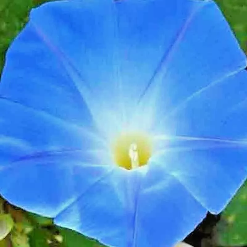 200 Heavenly Blue Morning Glory Seeds Hummingbirds Butterflies Flower Cl... - £4.15 GBP