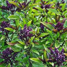 FREE SHIPPING 500 Siam Queen Thai Basil Seeds Clove Scent &amp; Flavor Best Thai - $12.98