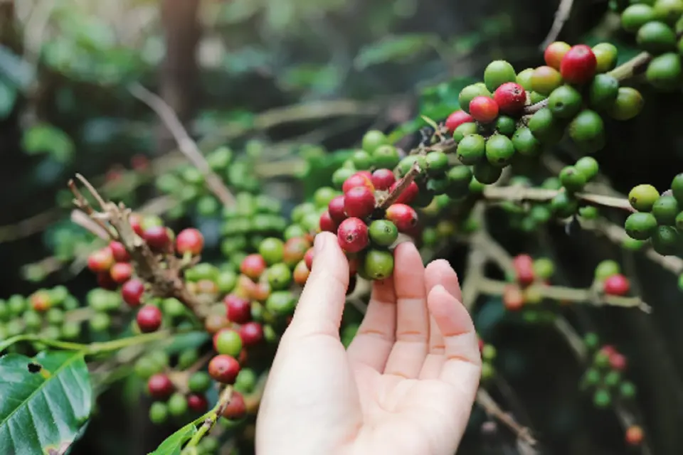 DWARF Arabica Coffee Plant 10 Seeds Fast Shipping - £7.08 GBP