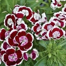 Dianthus- Holborn- 200 Seeds Tera Store - £4.77 GBP