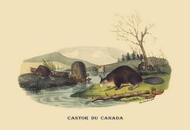 Castor du Canada (Beaver) by E. F. Noel - Art Print - £16.51 GBP+