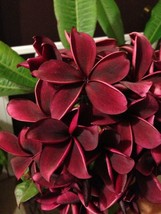 5 Deep Red Plumeria Plants Flower Flowers Perennial Seed - $7.30