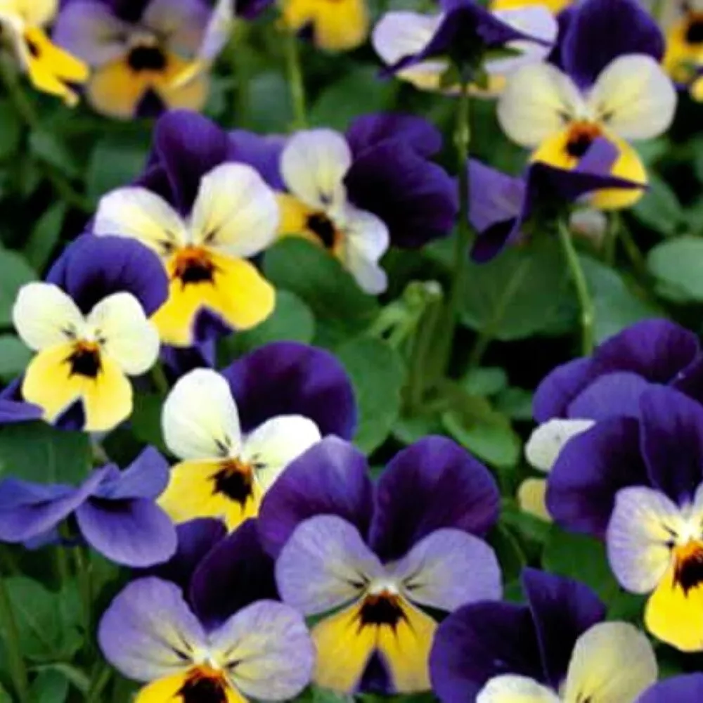 Johnny Jump Up Viola 1000 Seeds for colorfull garden Non GMO - $6.51