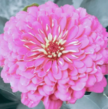 Zinnia Luminosa Pink Flower Seeds. - £1.96 GBP