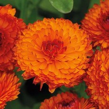 US Seller Calendula Seeds Calendula Officinalis Packet Of 20 Seeds Fast Shipping - $16.97