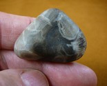 (F830-47) 1-1/4&quot; polished Petoskey stone ancient coral specimen MI state... - $14.95