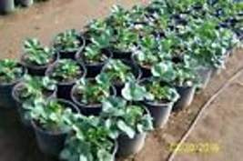 Organic Strawberry plants -- Camarosa  - 3/4 &quot; bare root   10 Count U.S.A - £11.68 GBP