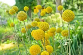 Craspedia Billy Balls Yellow Flower, 10 Seeds, golden ball cut flowers - £6.57 GBP