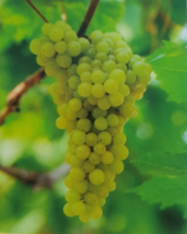 Lakemont Seedless White Table Grape Vine 1 Gallon Live Plant Free Recipe Look! - £25.47 GBP