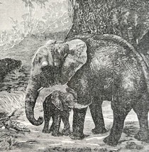 The So Called White Albino Elephant 1887 Wood Engraving Victorian Art DWEE34 - £19.63 GBP