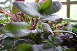 Pale Puma Fuzzy Color Changing Wandering Jewel Tradescantia Setcreasea P... - $23.12 CAD