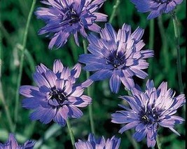 USA Seller 20 Blue Cupids Dart Aka Love Plant Catananche Caerulea Flower Seeds F - $14.90