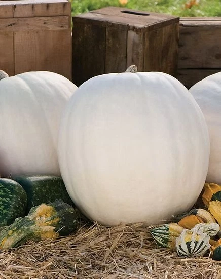 10 Polar Bear Pumpkin Seeds -- LARGE -- PURE WHITE -- LONG LASTING -----... - $6.85