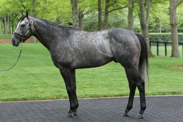 COLOR PHOTO  ARROGATE conformation - $8.00+