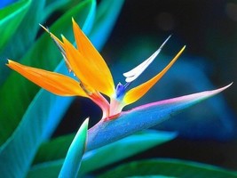 10 Strelitzia Reginae Bird Of Paradise Flower Seeds From US  - $8.35